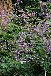 Rochebrun Meadow Rue (Thalictrum rochebruneanum) at Lakeshore Garden Centres