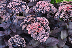 Mojave Jewels Sapphire Stonecrop (Sedum 'Sapphire') at Lakeshore Garden Centres