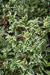 Cool Splash Bush Honeysuckle (Diervilla sessilifolia 'LPDC Podaras') at Lakeshore Garden Centres