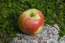 Sunrise Apple (Malus 'Sunrise') at Lakeshore Garden Centres