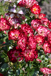 Never Alone Rose (Rosa 'CNLA 362') at Lakeshore Garden Centres