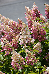 Pinky Winky Prime Hydrangea (Hydrangea paniculata 'ILVOHPPRM') at Lakeshore Garden Centres