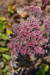 Thunderhead Stonecrop (Sedum 'Thunderhead') at Lakeshore Garden Centres