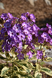 Olympus Garden Phlox (Phlox paniculata 'Olympus') at Lakeshore Garden Centres
