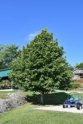 Littleleaf Linden (Tilia cordata) at Lakeshore Garden Centres