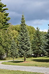 Montrose Charm Blue Spruce (Picea glauca 'Montrose Charm') at Lakeshore Garden Centres