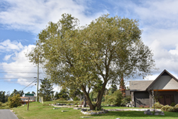 Golden Willow (Salix alba 'Vitellina') at Lakeshore Garden Centres
