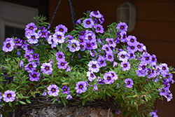 Aloha Kona Hula Blue Sky Calibrachoa (Calibrachoa 'Aloha Kona Hula Blue Sky') at Lakeshore Garden Centres