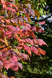 Nobility White Ash (Fraxinus americana 'Nobility') at Lakeshore Garden Centres