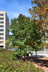 Nobility White Ash (Fraxinus americana 'Nobility') at Lakeshore Garden Centres