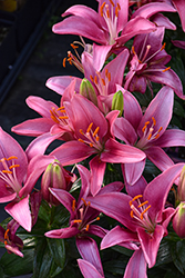Lily Looks Tiny Pearl Lily (Lilium 'Tiny Pearl') at Lakeshore Garden Centres