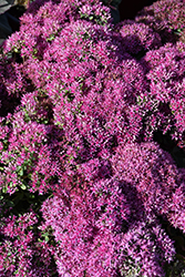 Mr. Goodbud Stonecrop (Sedum 'Mr. Goodbud') at Lakeshore Garden Centres