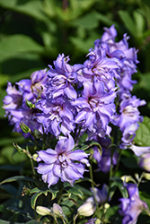 Delgenius Breezin Larkspur (Delphinium 'Breezin') at Lakeshore Garden Centres