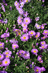Pink Lace Aster (Symphyotrichum dumosum 'Pink Lace') at Lakeshore Garden Centres