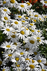 Sweet Daisy Birdy Shasta Daisy (Leucanthemum x superbum 'Birdy') at Lakeshore Garden Centres
