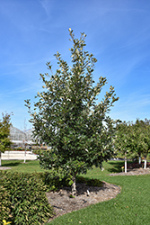 Admiration Oak (Quercus 'Jefmir') at Lakeshore Garden Centres