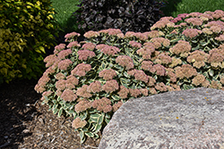 Autumn Charm Stonecrop (Sedum 'Autumn Charm') at Lakeshore Garden Centres