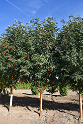 Luxor Pyramidal Mountain Ash (Sorbus aucuparia 'Luxor') at Lakeshore Garden Centres