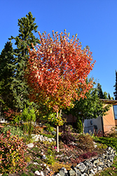 Inferno Sugar Maple (Acer saccharum 'Jeferno') at Lakeshore Garden Centres