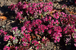 Sunsparkler Cosmic Comet Stonecrop (Sedum 'Cosmic Comet') at Lakeshore Garden Centres