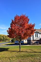Northwood Red Maple (Acer rubrum 'Northwood') at Lakeshore Garden Centres