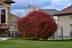 Atomic Amur Maple (Acer ginnala 'Durglobe') at Lakeshore Garden Centres