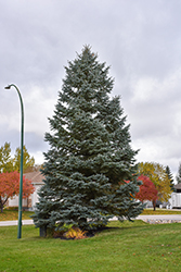 Blue Colorado Spruce (Picea pungens 'var. glauca') at Lakeshore Garden Centres