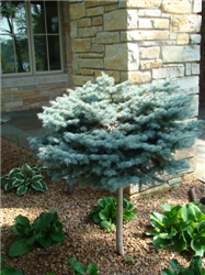 Dwarf Globe Blue Spruce Tree Form