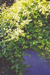 Monkshood Vine (Ampelopsis aconitifolia) at Lakeshore Garden Centres