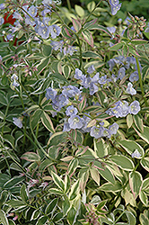 Touch Of Class Jacob's Ladder (Polemonium reptans 'Touch Of Class') at Lakeshore Garden Centres