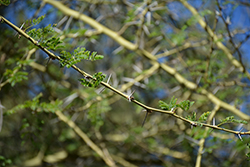 Fever Tree (Acacia xanthophloea) at Lakeshore Garden Centres