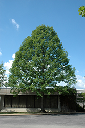 Nuttall's Oak (Quercus texana) at Lakeshore Garden Centres