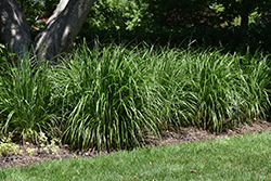 Korean Reed Grass (Calamagrostis brachytricha) at Lakeshore Garden Centres