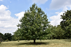 Black Oak (Quercus velutina) at Lakeshore Garden Centres