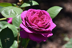 Plum Crazy Rose (Rosa 'AROgraju') at Lakeshore Garden Centres