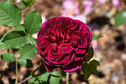 Munstead Rose (Rosa 'Ausbernard') at Lakeshore Garden Centres