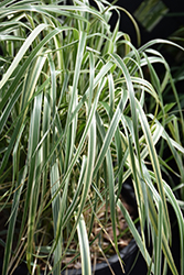 Hello Spring! Reed Grass (Calamagrostis x acutiflora 'Hello Spring!') at Lakeshore Garden Centres