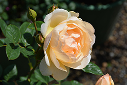 Wollerton Old Hall English Climbing Rose (Rosa 'Ausblanket') at Lakeshore Garden Centres