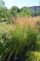 Waldenbuch Reed Grass (Calamagrostis x acutiflora 'Waldenbuch') at Lakeshore Garden Centres