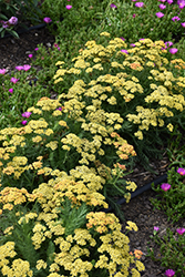 Milly Rock Yellow Terracotta Yarrow (Achillea millefolium 'FLORACHYE2') at Lakeshore Garden Centres