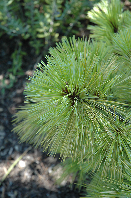 Pine, 'Wiethorst' 4.0' | Lurvey Landscape Supply