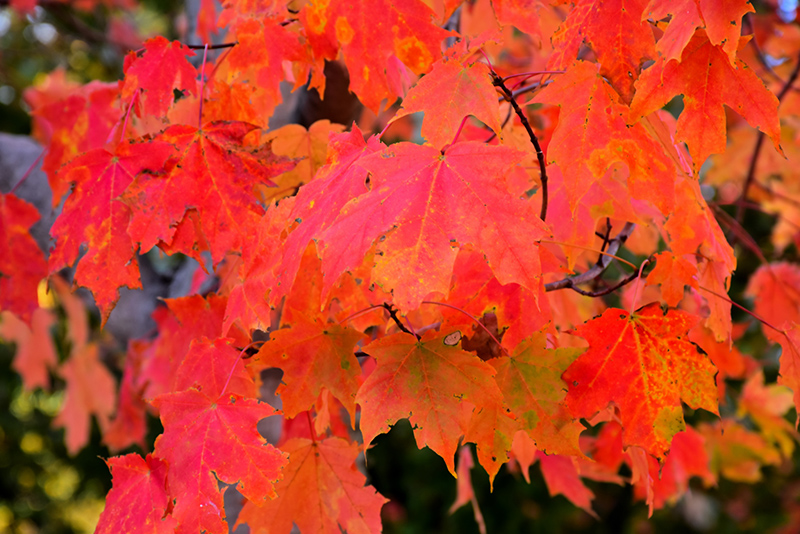 Legacy Sugar Maple (Acer saccharum 'Legacy') in Toronto Etobicoke ...