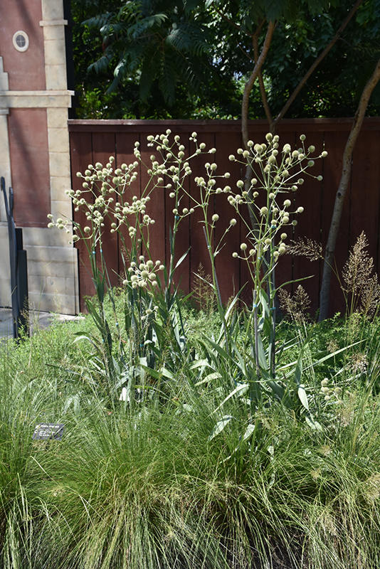 Eryngium yuccifolium