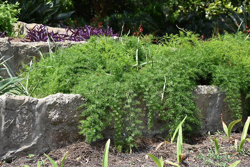Sprengeri Asparagus Fern Plant