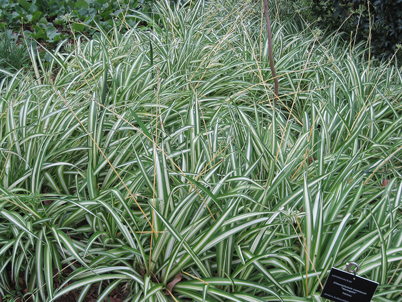 Spider Plant 'Hawaiian' - Evergreen Nursery