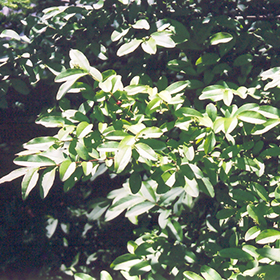 Plant Photo 1