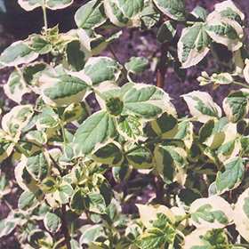 Plant Photo 7