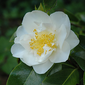 Broadleaf Evergreen Shrub Photo