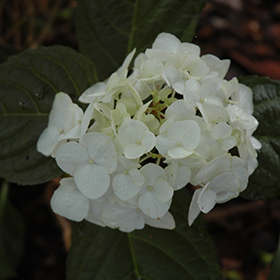 Plant Photo 4