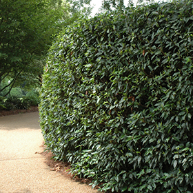 Hedge Shrub Photo